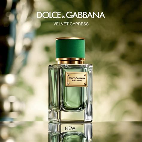 dolce & gabbana velvet cypress buy|d&g website.